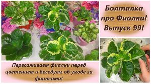 Болталка про Фиалки! Выпуск 99! Пересаживаем фиалки перед цветением и беседуем об уходе за фиалками!