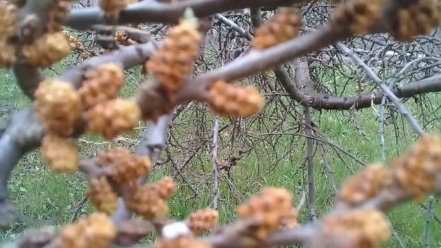 Облепиха🍒в🌍цвету!