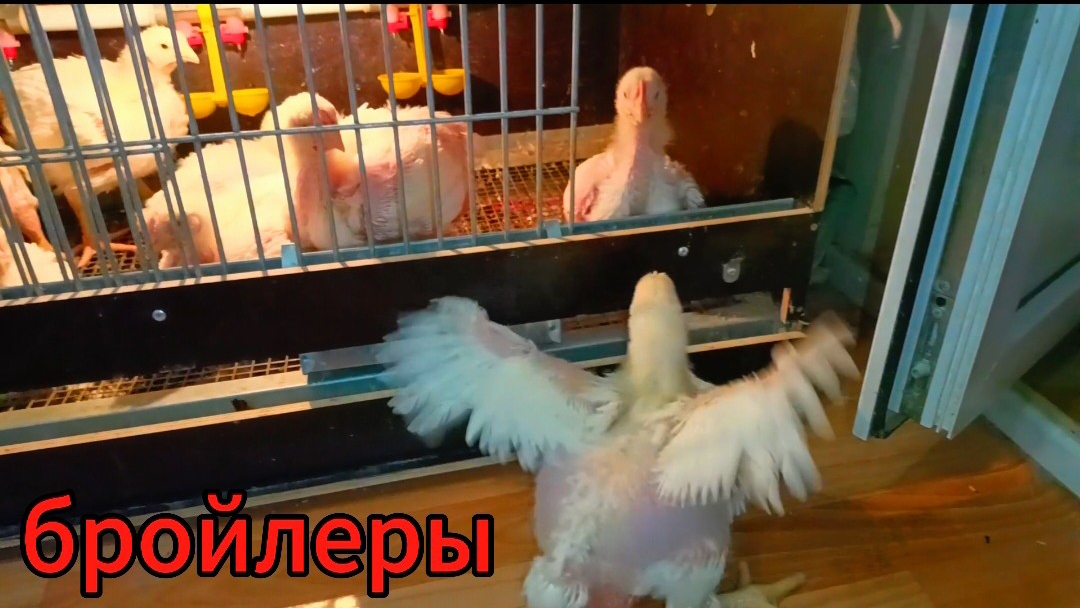Бройлерам в квартире 23 дня... Перепелятам на балконе 38 дней... 🐤🐣🐔