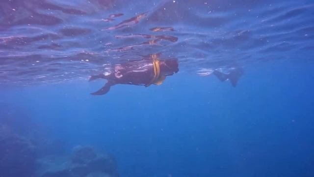 Discover first experience, open the door to an exciting New World смотреть онлайн