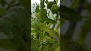 Томаты,устойчивые к болезням в теплице