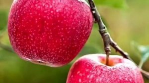 Алматы апорты