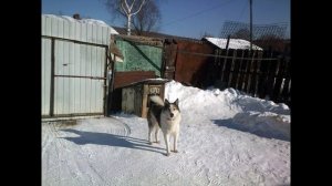 Лайка
