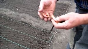 Садим лук синий длинный Белозёрец