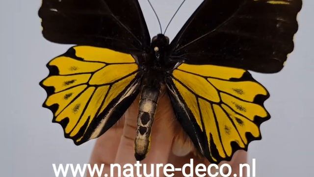 Ongeprepareerde Troides Cuneifera Cuneifera (man) Nature Deco смотреть онлайн