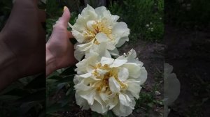 пион Санни Герл первое цветение