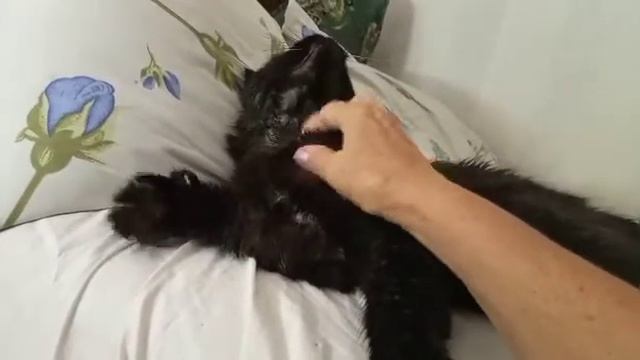 #58 Чёрный, пушистый гость. смотреть онлайн