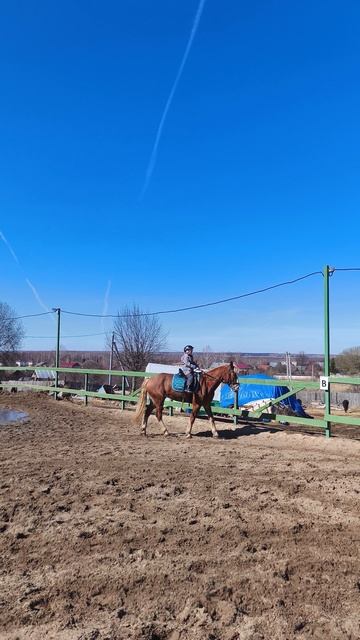 Аврелия  на Каспере, очень неспешная рысь под весенним солнцем.