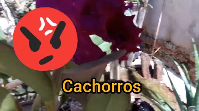 Floração da João Paulo Fontes. смотреть онлайн