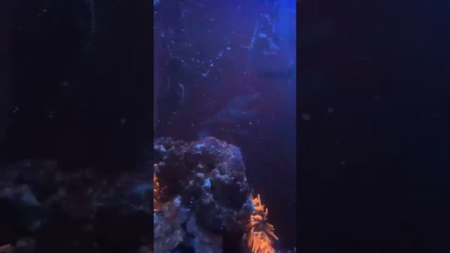 Anemone eggs❓🤔 смотреть онлайн