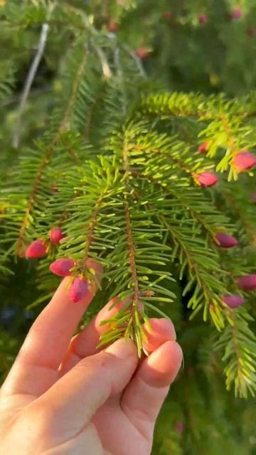 Как цветет ель смотреть онлайн