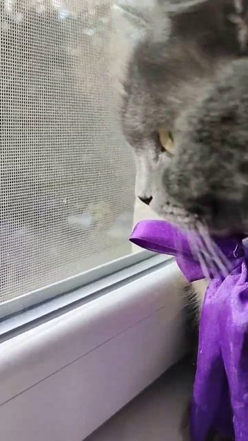 Чому Краще Завести Кота Замість Мужика! 😂❤️ #животные #смешныевидео#домашниеживотные#популярное#vlo смотреть онлайн