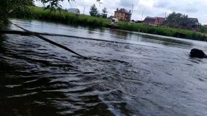 Кузя купается. Плюс 19 градусов днём. Холодное лето. 16.07.23г.