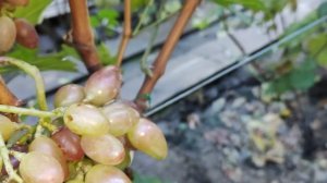 Викинг Красный и Канцлер!🍇🍇🍇 Сигналки на прививках 2024. Telegram, WhatsApp и Vlber +79528500417