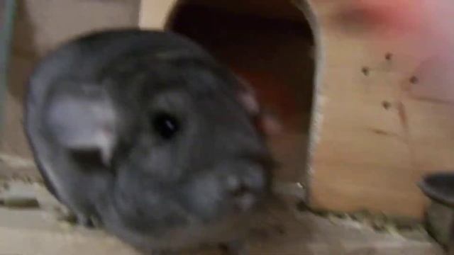 Шиншилла = свинка/ Пушинка забардачила витрину 2 смотреть онлайн