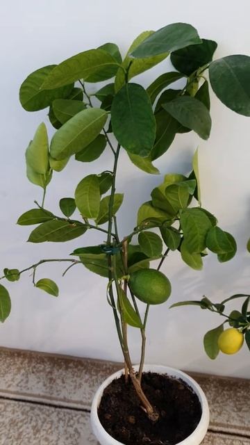 Лимон 🍋 Мейера  Инстаграмм: https://www.instagram.com/p/CRmG74UncGS/?utm_source=ig_web_copy_link смотреть онлайн