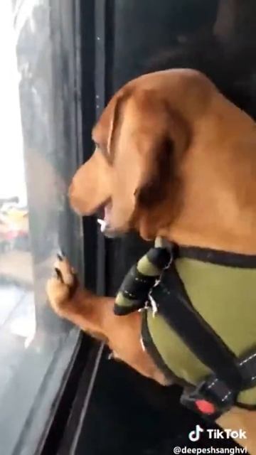 Обезьяна провоцирует собаку смотреть онлайн