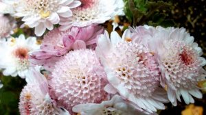 Осенние цветы. Фото.