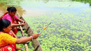 Awesome Fishing video | Best Hook Fishing In The Lotus Pond | lady caught fish in village pond