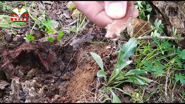 Les insectes xylophages حشرة السكوليت التي كادت ان تقضي على غابة جامعة ايسطوا смотреть онлайн