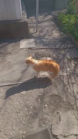 Бойцовский кот! #subscribe #shorts #trendingshorts #trending #top #reels #cat #viralvideo #втопе