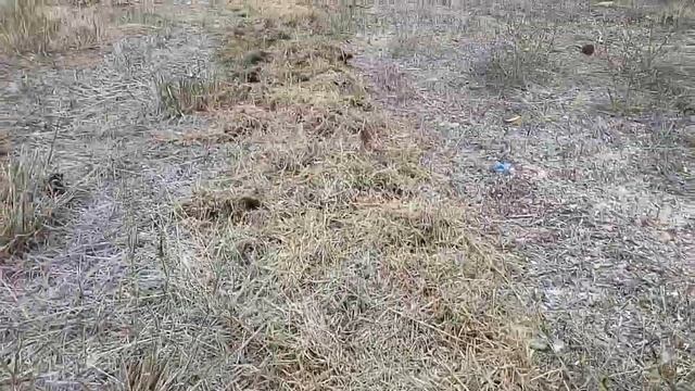 Картофель под соломой! смотреть онлайн