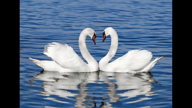 組曲動物の謝肉祭より白鳥 Le cygne from Le carnaval des animaux サンサーンス Saint-Saëns LoGウクレレソロ ナマズの孫 смотреть онлайн