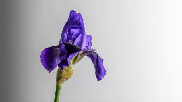 Iris Benton Nigel: timelapse footage over 24 hours of an iris unfurling смотреть онлайн