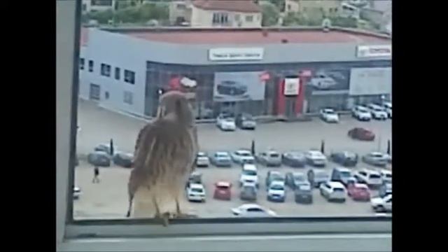 Сокол на моей лоджии смотреть онлайн