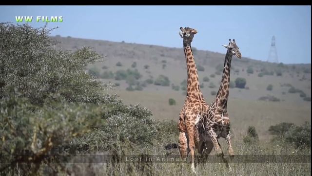 Giraffe mating clips + Giraffe Vs loin | lost in Animals