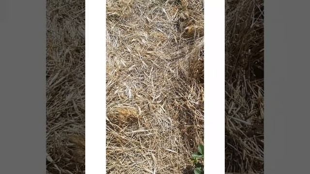 Органический огород. Грядки Розума. Горчица