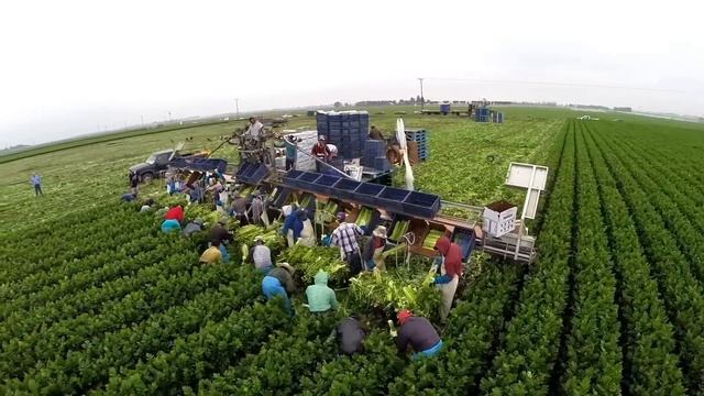 EcoAgHarvester - Celery Harvester смотреть онлайн