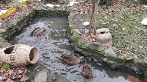 Обрабатываем сад осенью, опрыскиваем деревья и кусты !