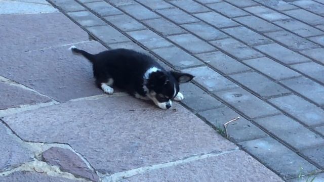 Кошки-мышки 1