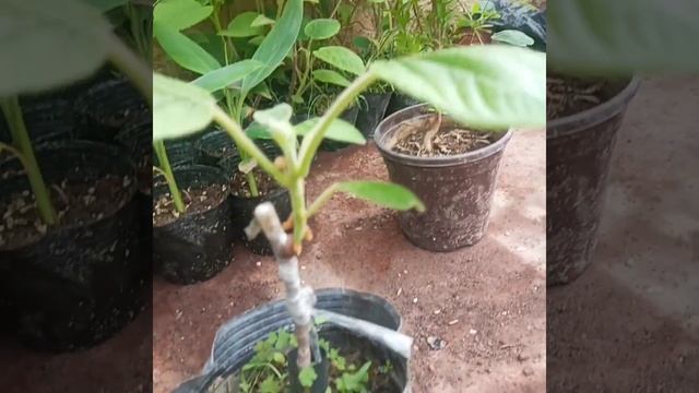 kivi banan ananas papaya guvava limon kumkuvvat bor qiziqganlar tel 99 333 07 50 смотреть онлайн