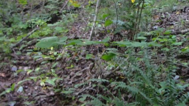 How To Find Kentucky Ginseng with itsmontez.com and Drew смотреть онлайн