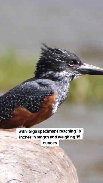 Giant Kingfisher Ranking! #wildlife #animals #birdwatching #birdslover смотреть онлайн