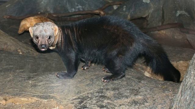 Tayra Facts  Interesting Facts about Tayra  Facts about Tayra смотреть онлайн