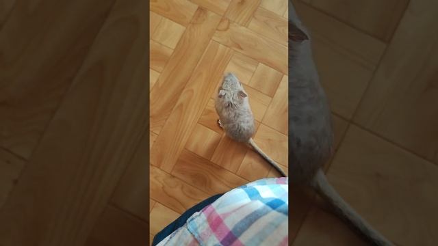 Монгольская песчанка, девочка