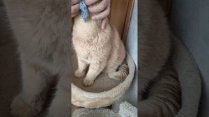 УХОД ЗА ГЛАЗАМИ ПЕРСИДСКИЙ КОТ