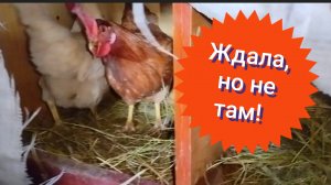 эх пошло дело! куры занестись!