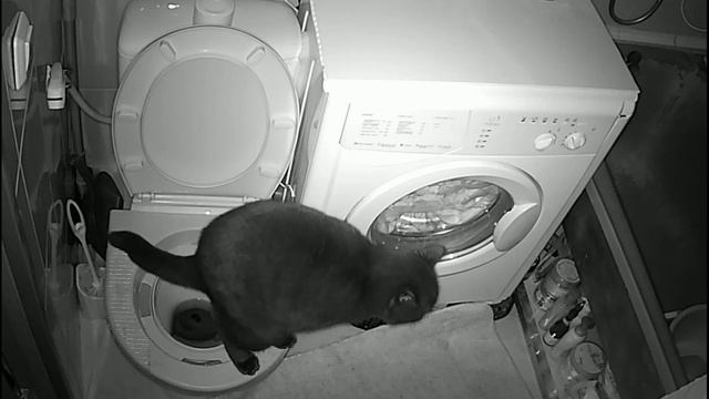 СМЫВАТЕЛЬ С ДАТЧИКОМ ДЛЯ КОШЕК / ПРИУЧЕНИЕ КОШЕК К УНИТАЗУ / УХОД ЗА КОШКАМИ