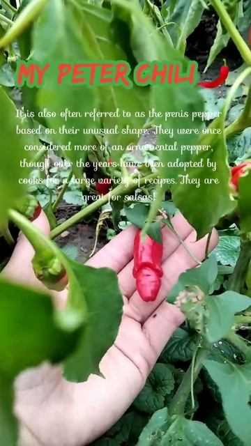 #peter #chili #shorts смотреть онлайн