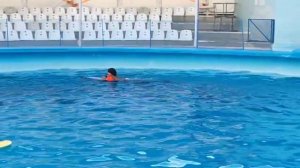 Дельфинарий Феодосия Береговое.