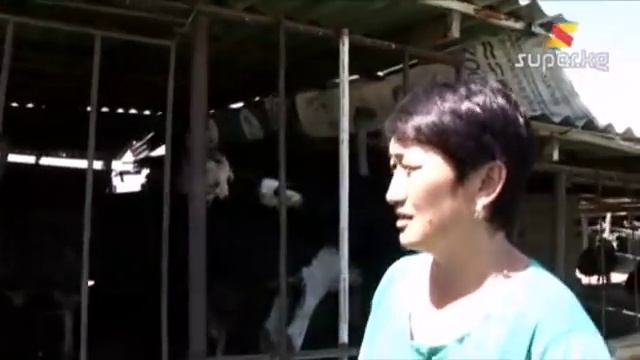 Төө куштун 1 жумурткасы 4000 сом смотреть онлайн