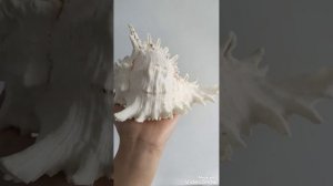 Chicoreus Ramosus Murex