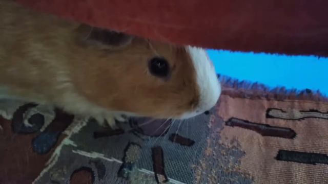 топ 10 любимых блюд наших морских свинок смотреть онлайн