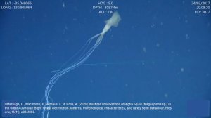 Bigfin Squid (Magnapinnidae) Scientific Footage | Great Australian Bight