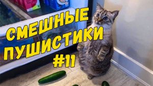 Я РЖАЛ ДО СЛЕЗ 😹 СМЕШНЫЕ КОШКИ И СОБАКИ / СМЕШНЫЕ ЖИВОТНЫЕ 2025 😹 ЛУЧШИЕ ПРИКОЛЫ #11