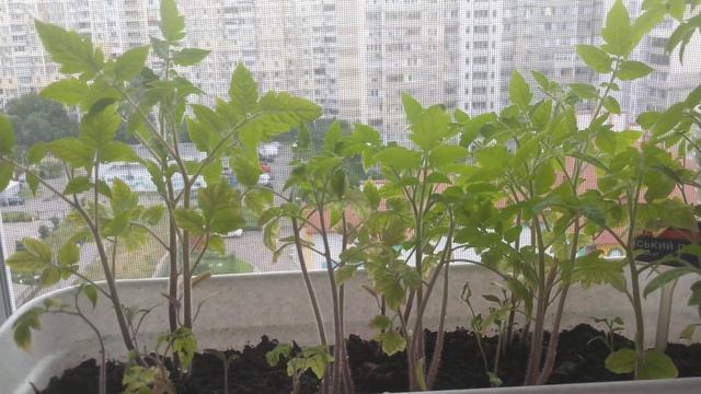 Огурцы помидоры зелень на подоконнике дома. смотреть онлайн